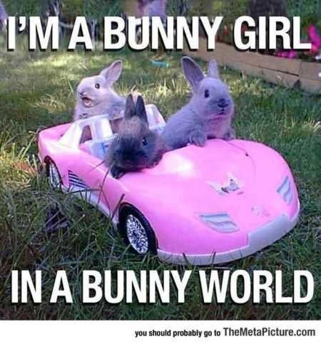 Bunny Memes